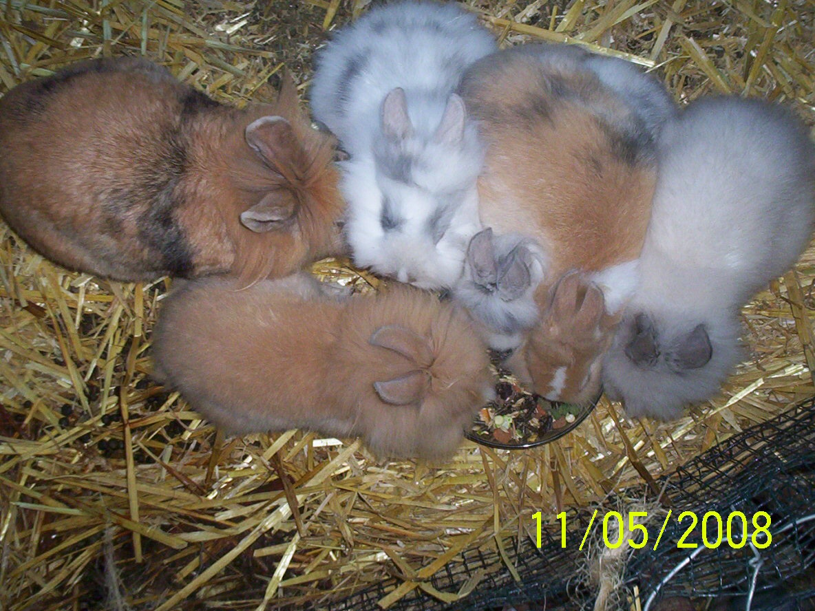 6 Kaninchen beim Fressen